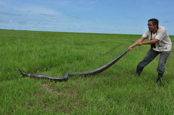 Puxando uma sucuri pelo rabo no Hato El Cedral, na região dos llanos venezuelanos, perto da cidade de Mantecal